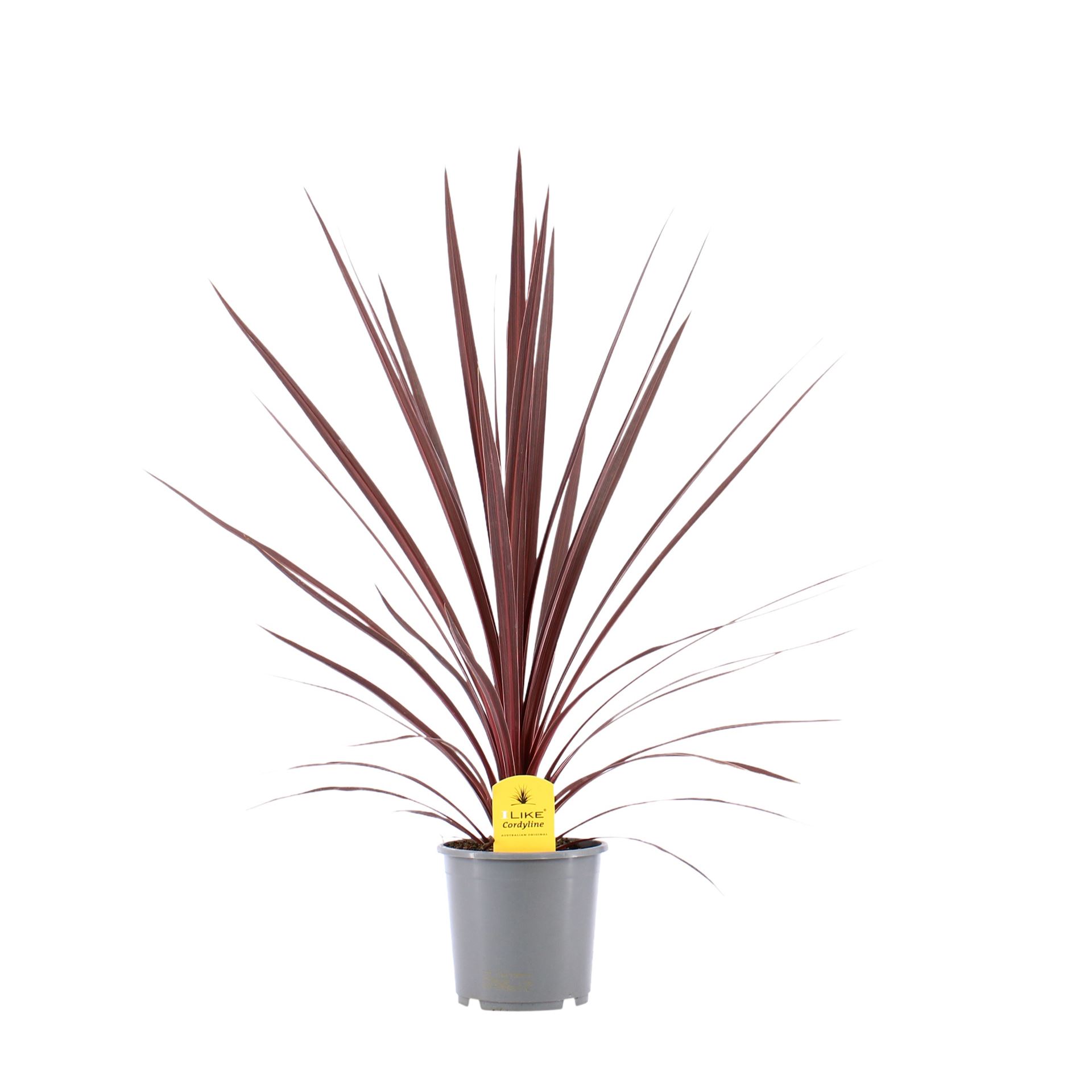 Cordyline Red Star 17Ø 80cm