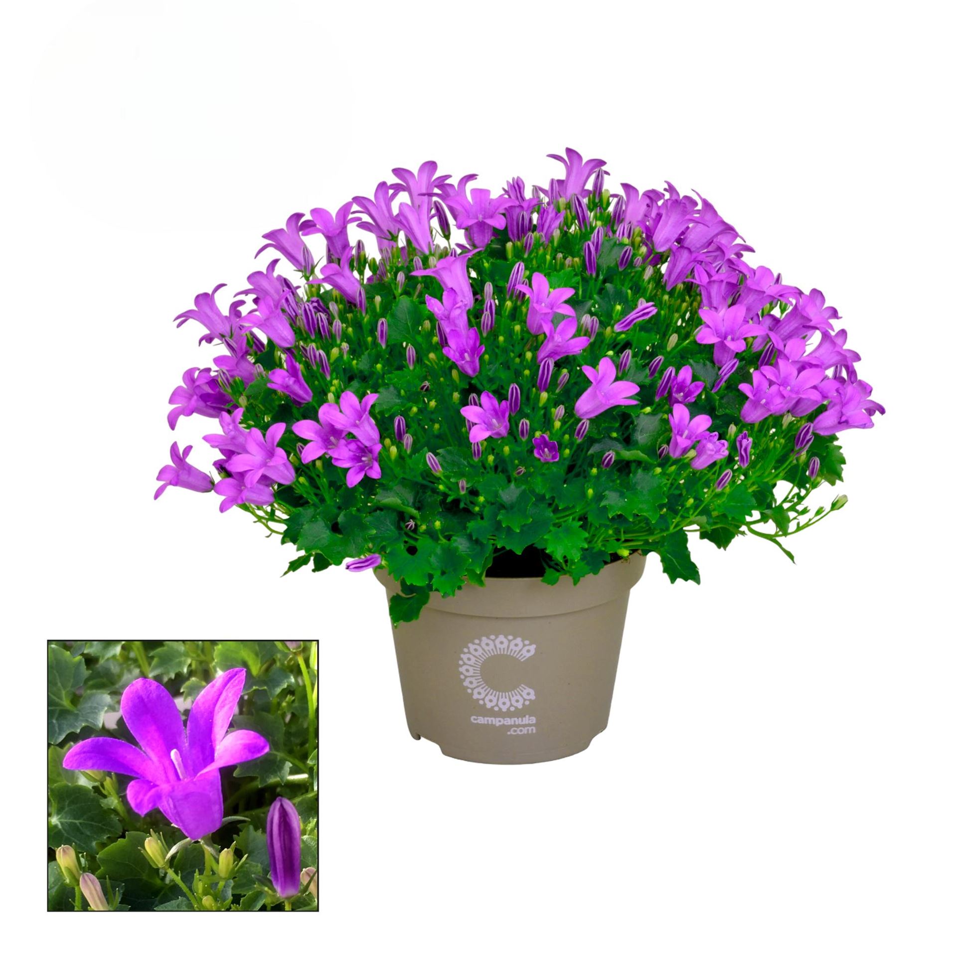 Campanula Porto 11Ø 17cm