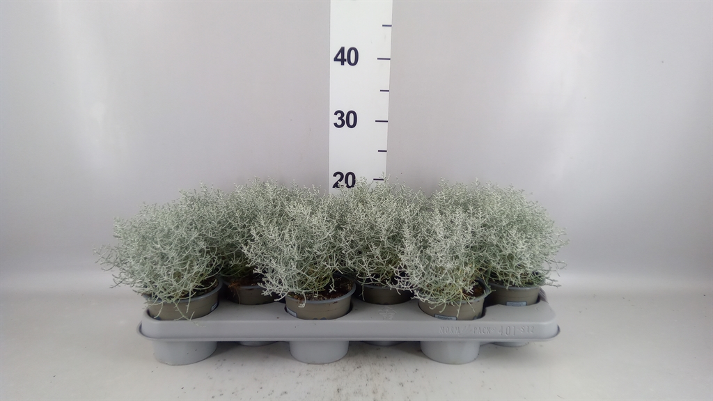 Leucophyta Brownii 11Ø 20cm