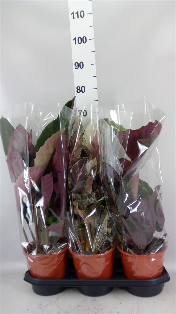 Calathea Mix 19Ø 70cm