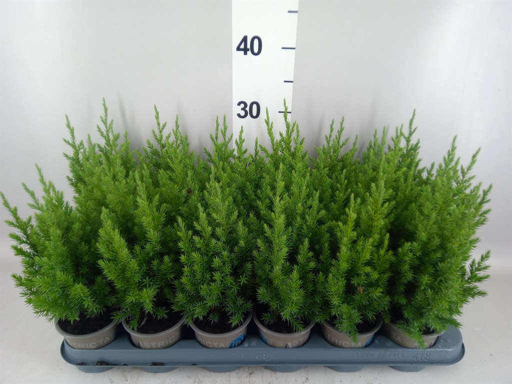 Juniperus Stricta 9Ø 25cm