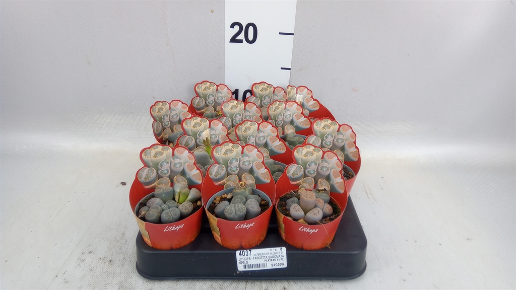 Lithops 506Ø