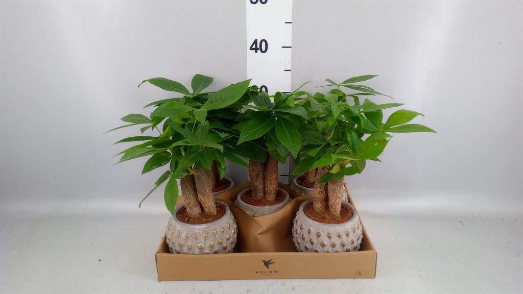 Pachira Aquatica 9Ø 32cm