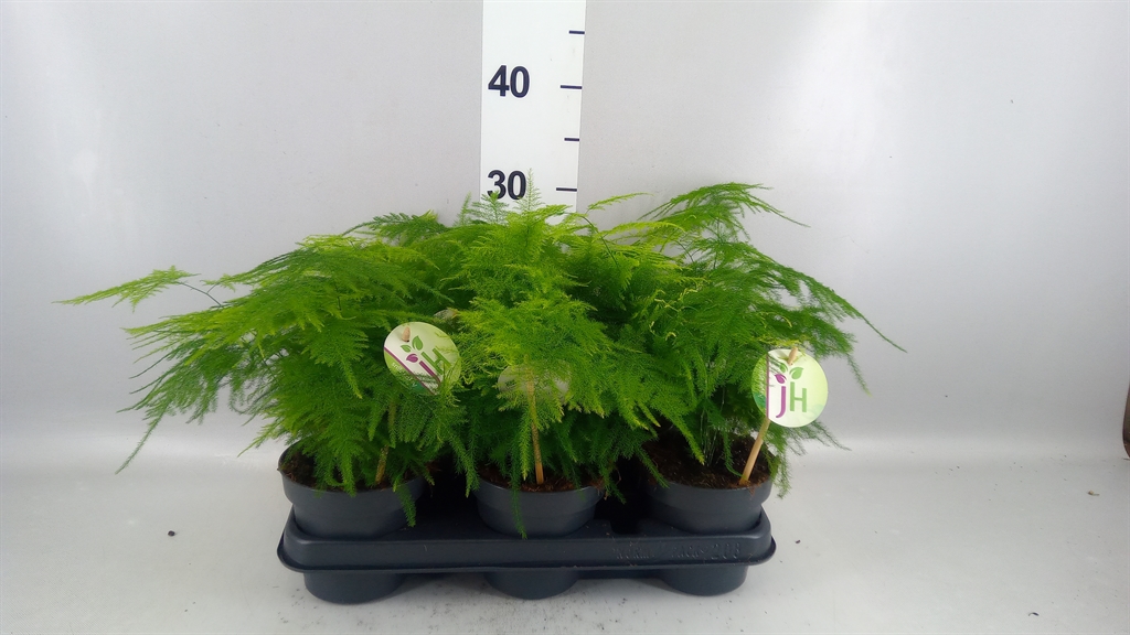Asparagus Setaceus 12Ø 30cm
