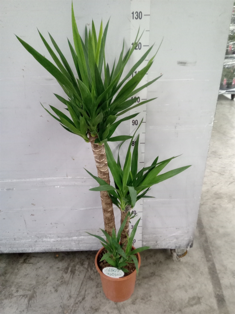 Yucca 24Ø 130cm
