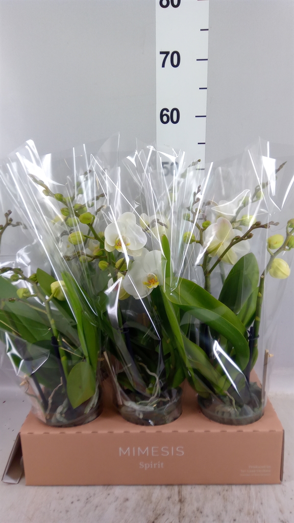 Phal Spirit White - 1 Sp 12Ø 45cm