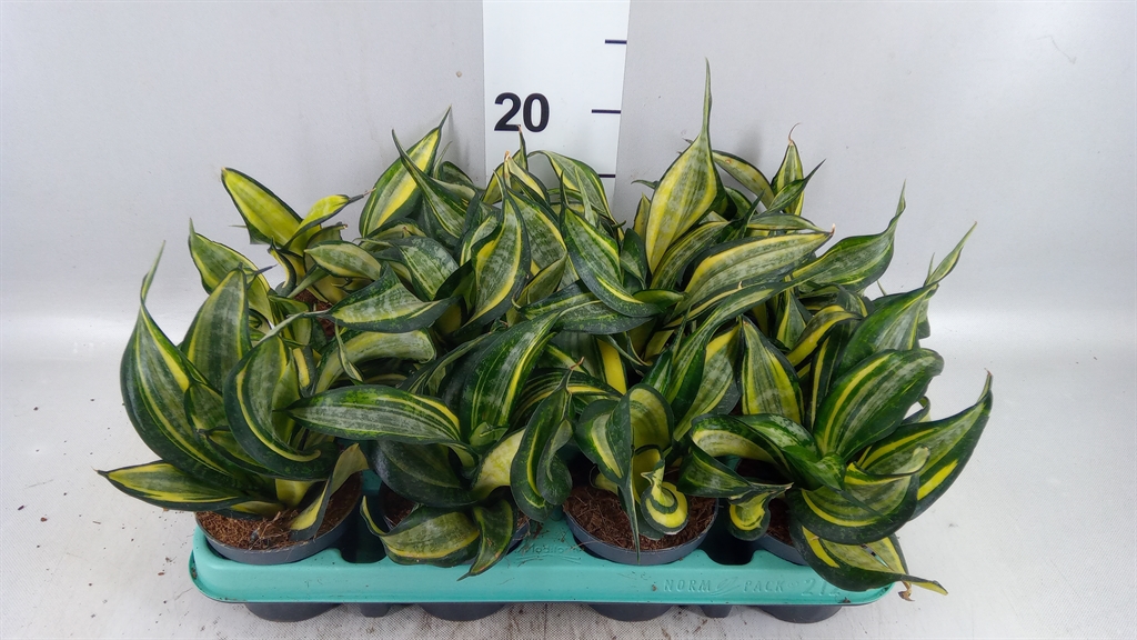 Sansev Hahnii 9Ø 16cm