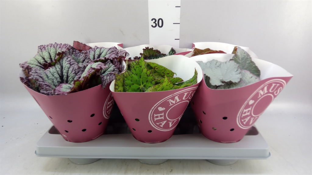 Beg Bel Gem 13Ø 25cm