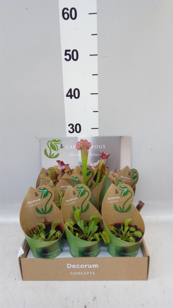 Fly Catchers 508Ø 20cm