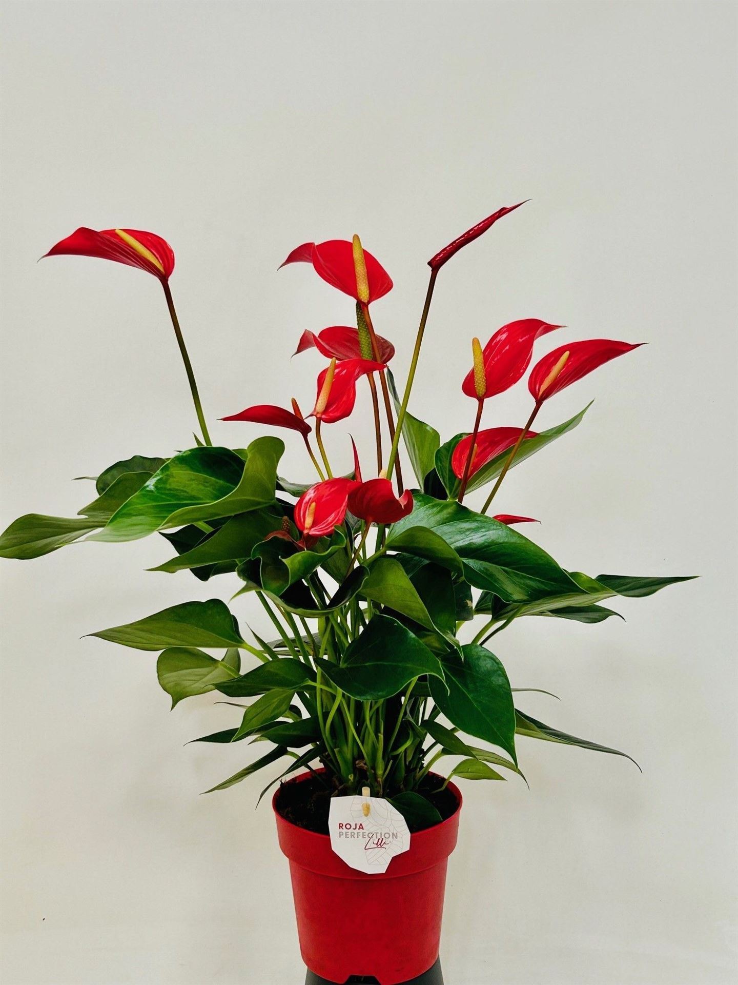 Anthurium Banderola Roja 14Ø 50cm