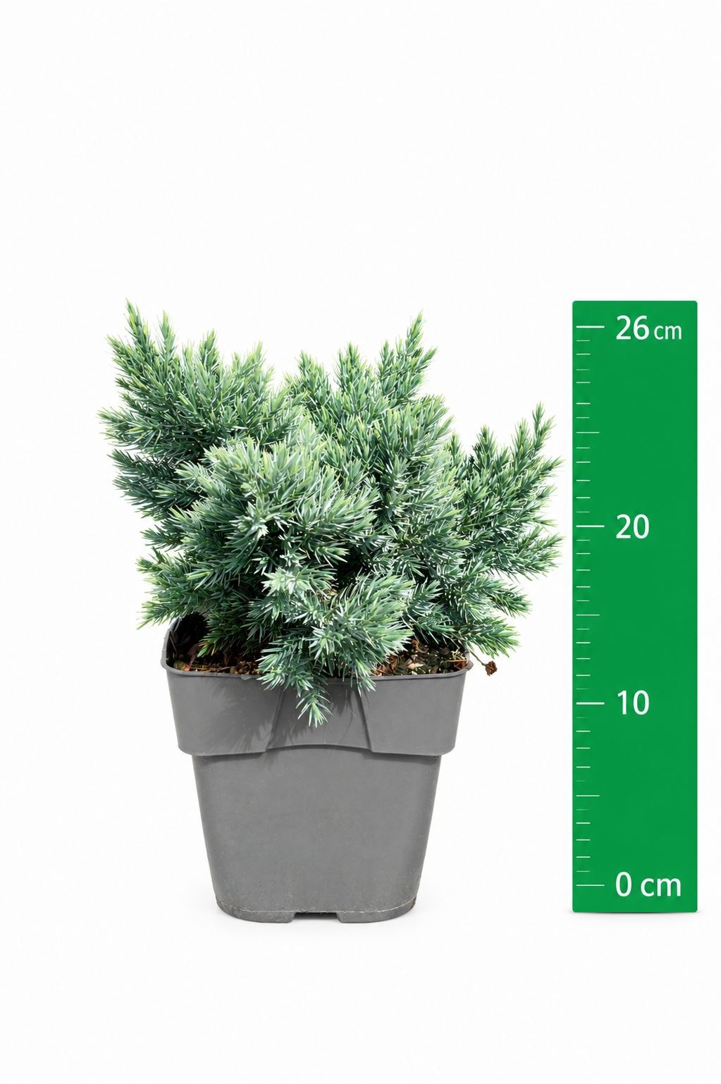 Juniperus Blue Star 17Ø 22cm