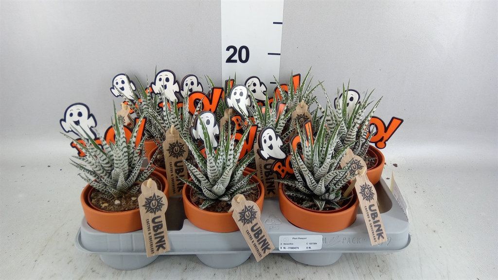 Haworthia Alba 10Ø 18cm