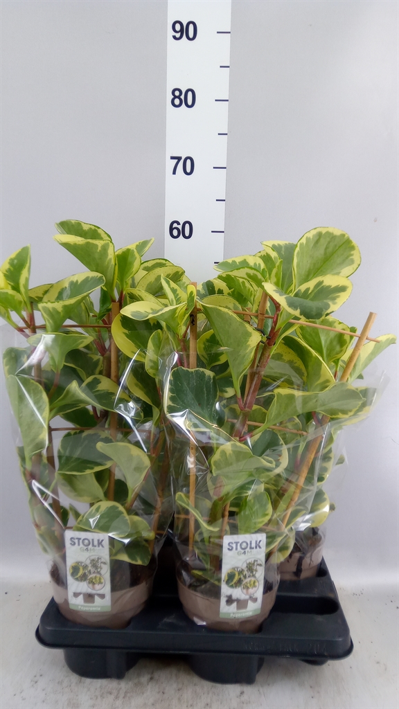 Pep Obt Bicolor 14Ø 55cm