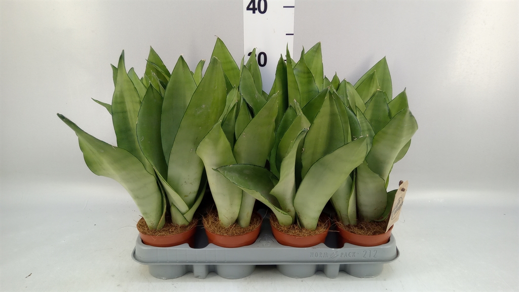Sansevieria Moonshine 9Ø 30cm