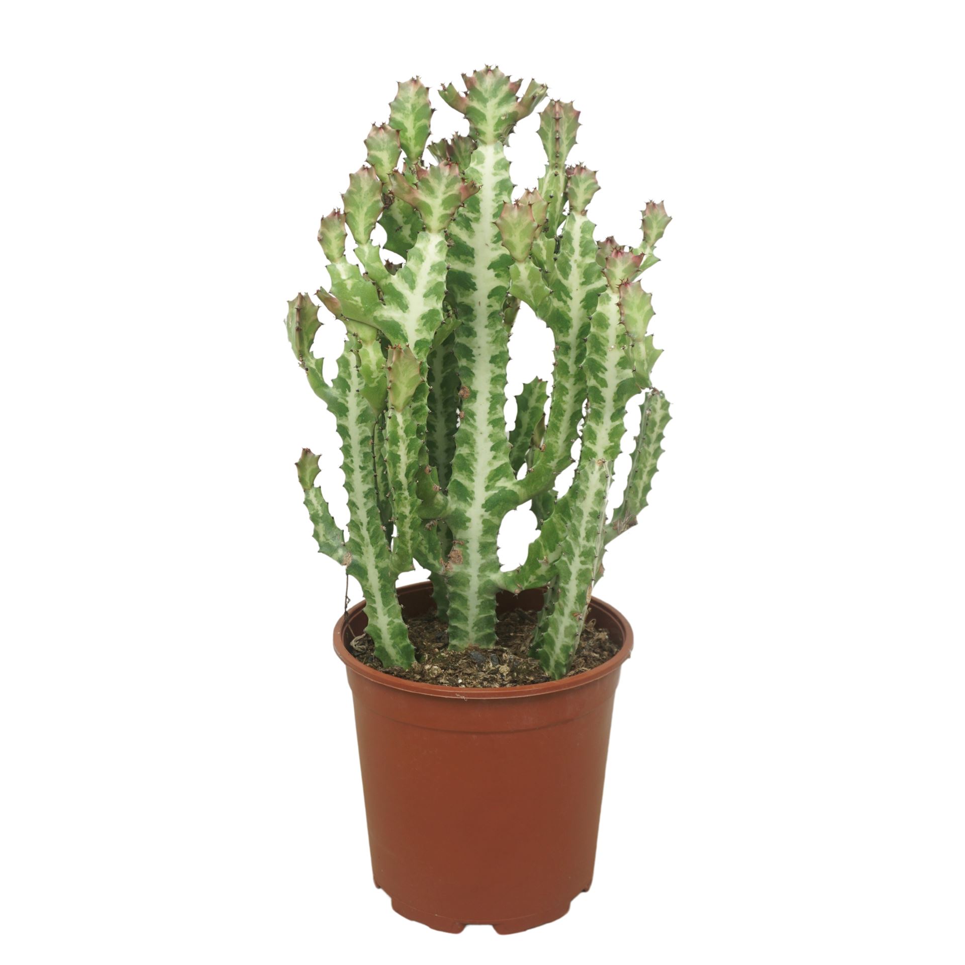 Euphorbia Lactea 21Ø 50cm