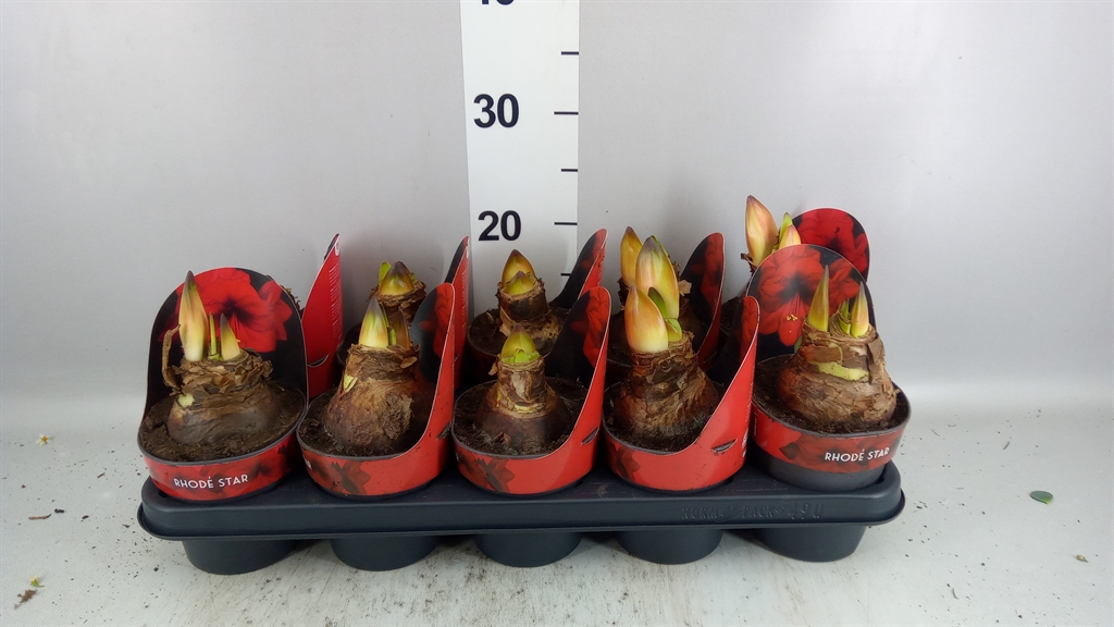 Hippeastrum Rhodé Star 12Ø 25cm