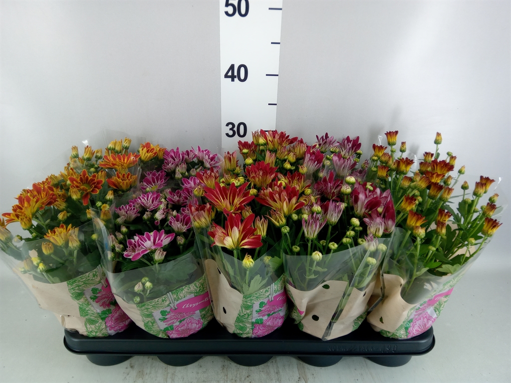 Chrysanth Mix 12Ø 26cm