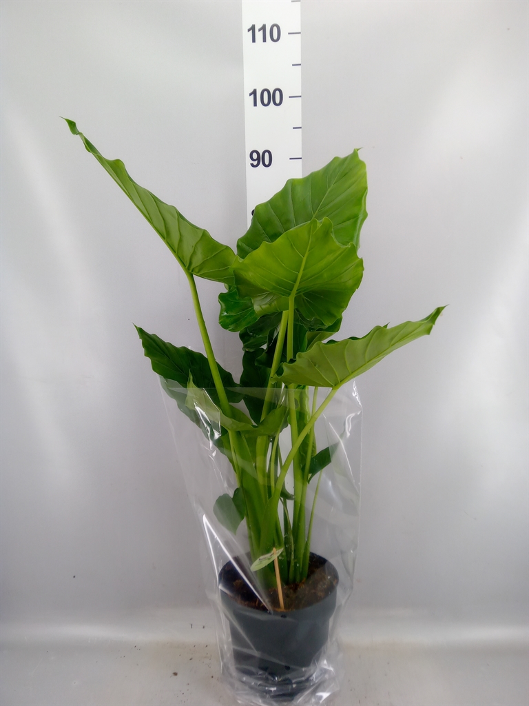 Alocasia Gageana 21Ø 90cm
