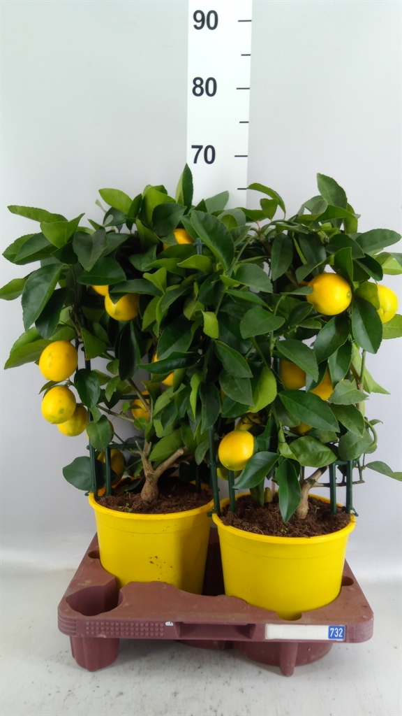 Citrus Meyer 19Ø 65cm
