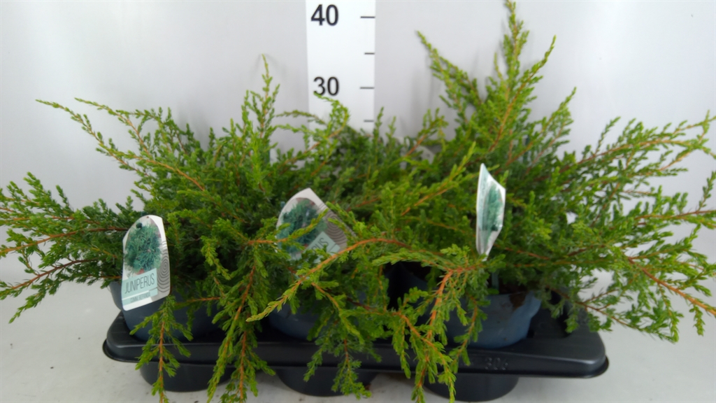 Juniperus Repanda 17Ø 30cm