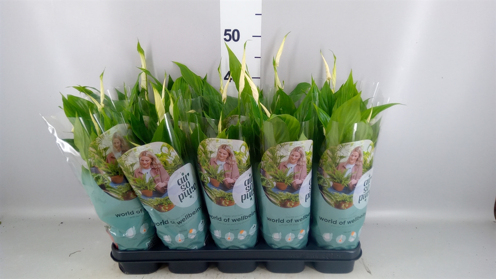 Spathiphyllum Bellini 13Ø 40cm