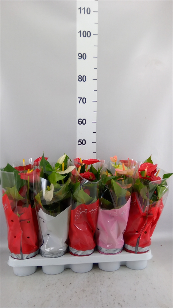 Anthurium Mix 4 Colours 12Ø 40cm
