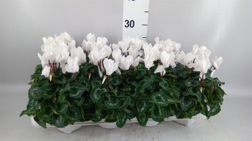 Cyclamen Super Serie Allure 10Ø 20cm