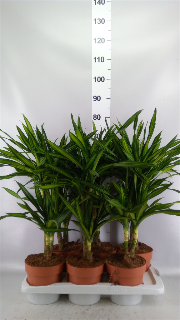 Dracaena Riki 17Ø 70cm