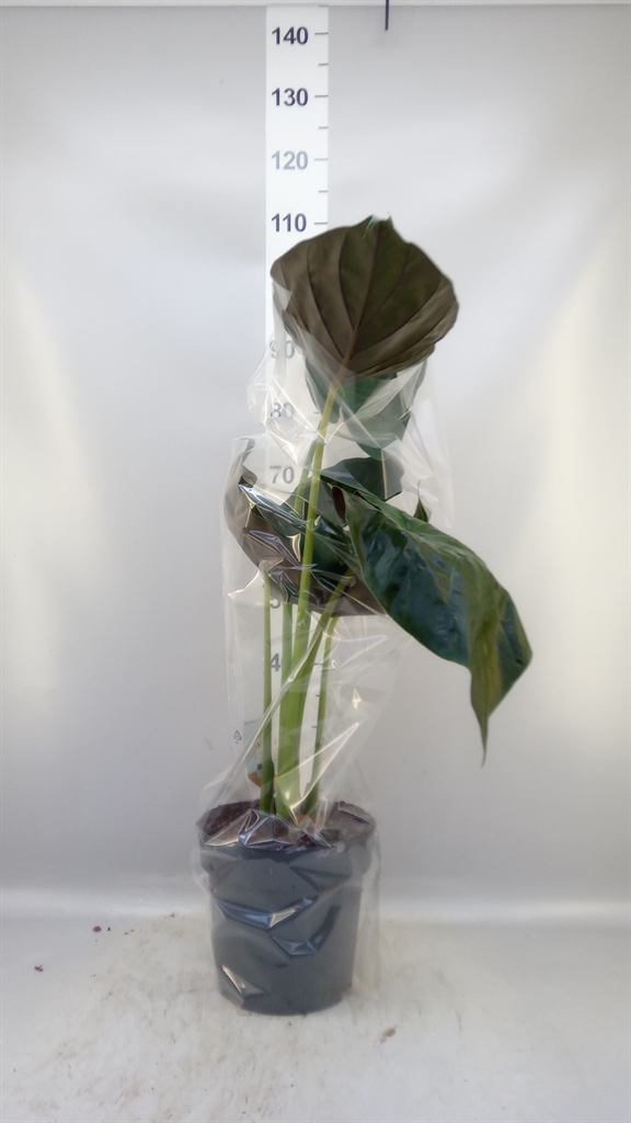Aloc Wentii 24Ø 115cm