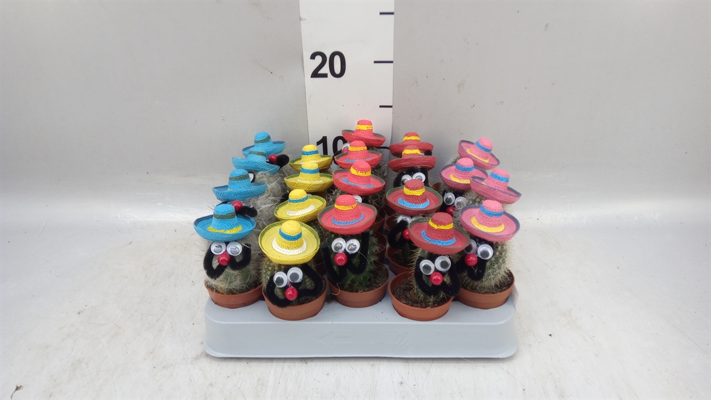 Cactus Decorated 505Ø 12cm