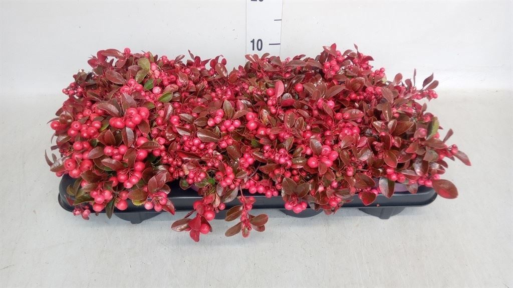 Gaultheria Procumbens 13Ø 20cm