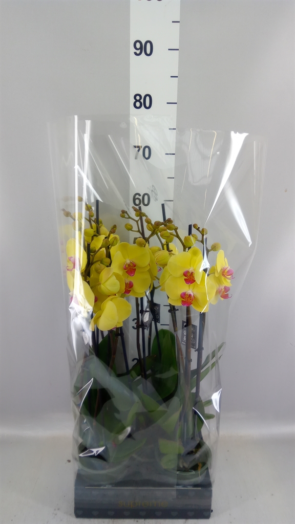 Phal Golden Cheetah 12Ø 55cm