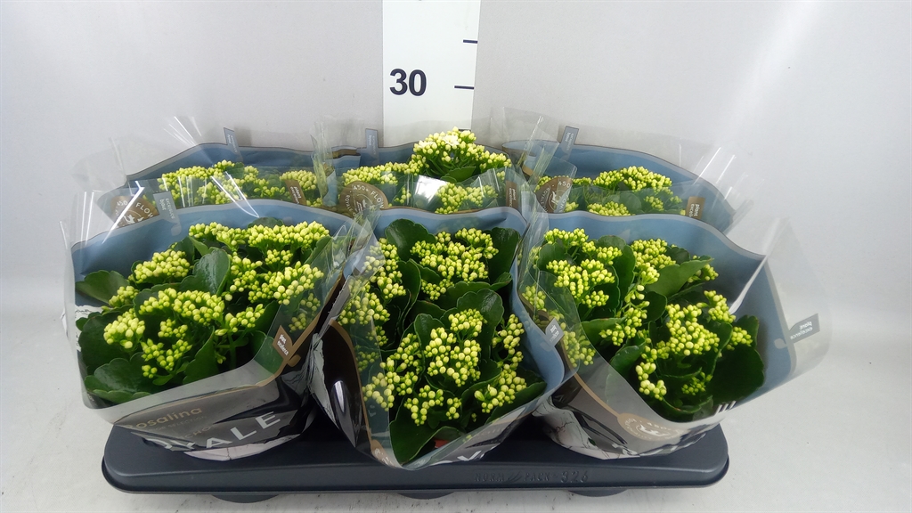 Kalanchoe Double Rosalina Don Dione 15Ø 27cm