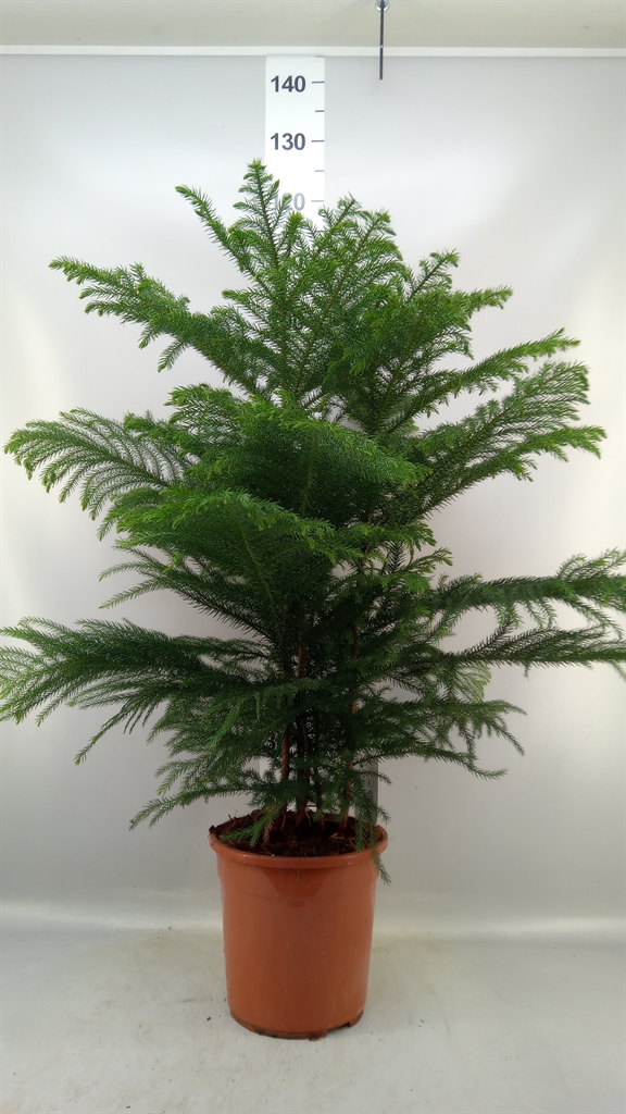 Arau Heterophyl 24Ø 100cm