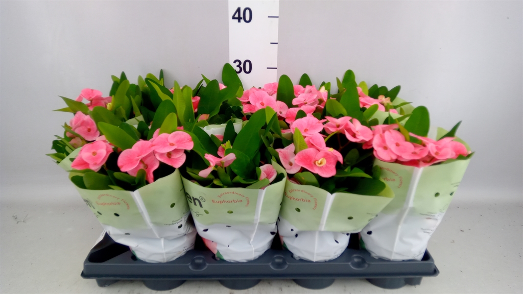 Euphorbia Charlotte 10Ø 26cm