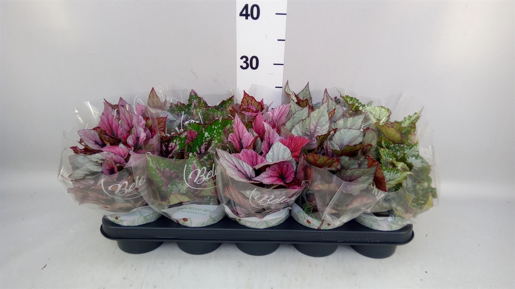 Begonia Leaf Beleaf Mix 12Ø 22cm