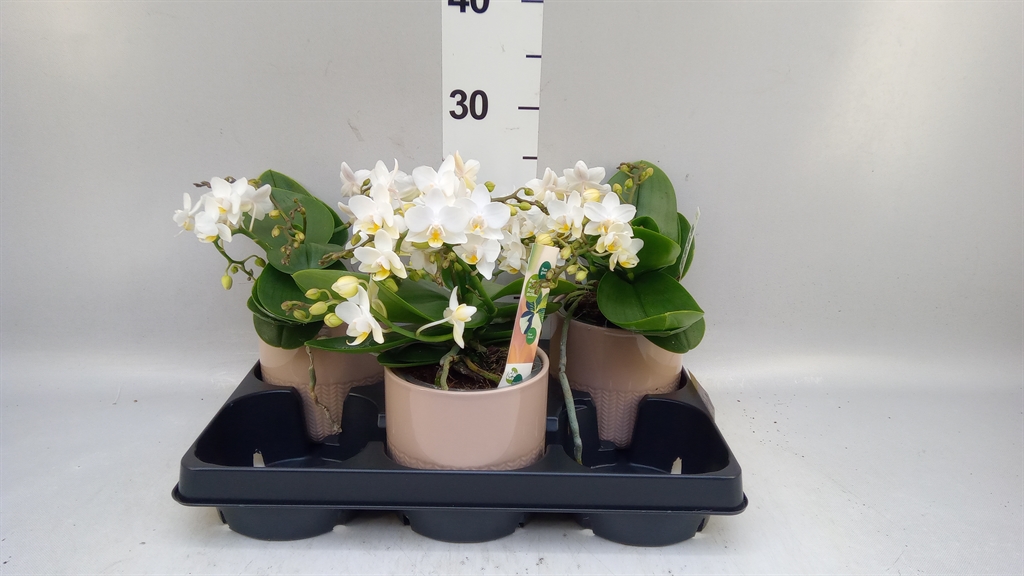 Phalaenopsis White 2 Stem 12Ø 30cm