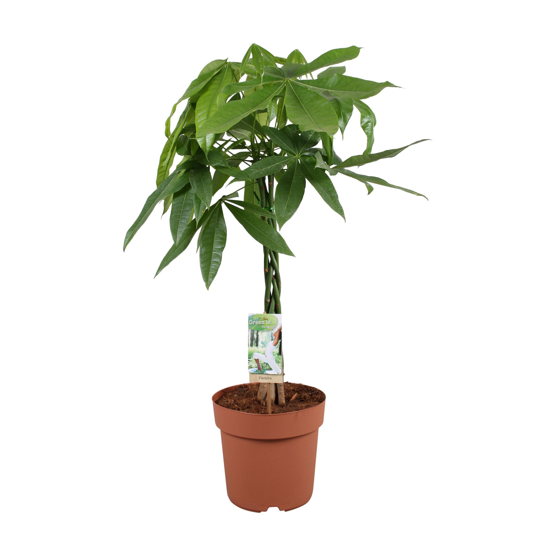 Pachira Aquatica 21Ø 90cm