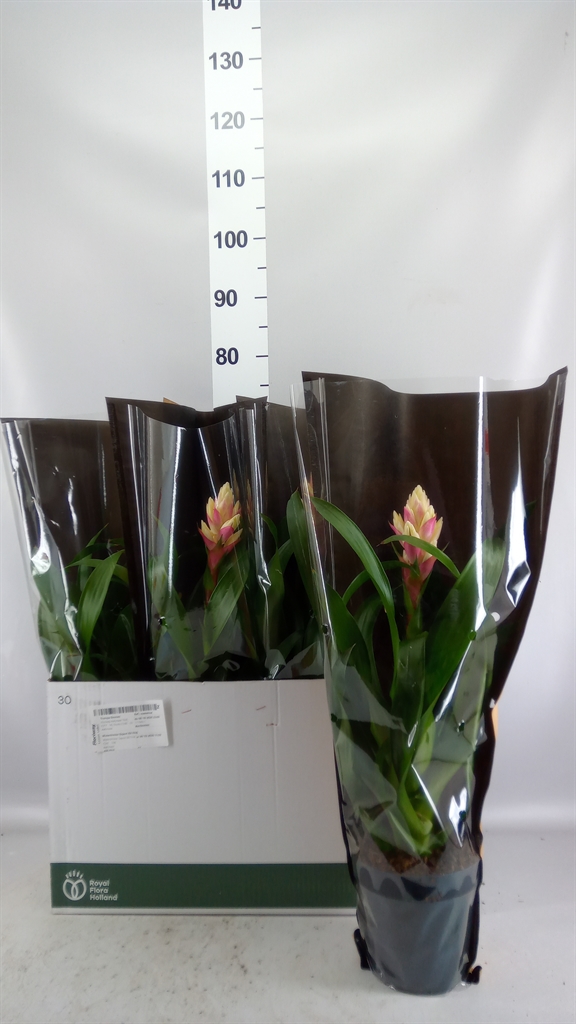 Guzmania Candy 15Ø 50cm