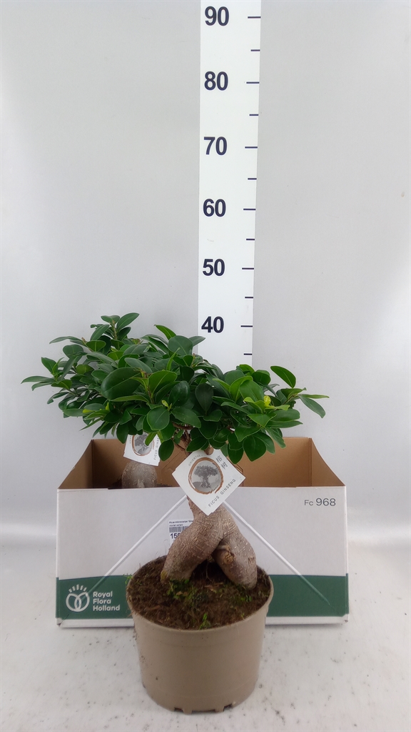 Ficus Microcarpa Ginseng 18Ø 45cm