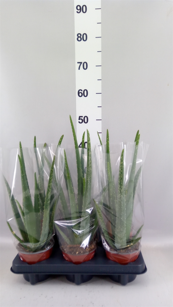 Aloe Vera 12Ø 47cm