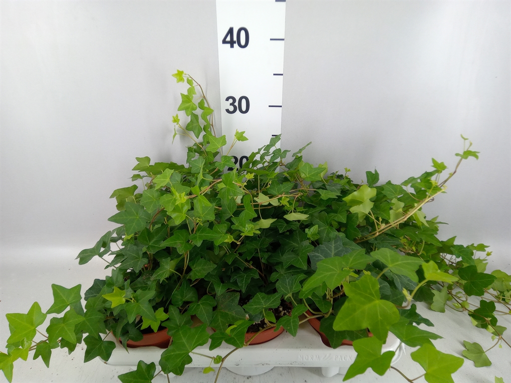 Hedera Helix Pittsburgh 13Ø 30cm