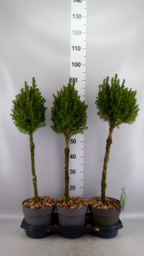Picea Gl Perfecta 19Ø 80cm
