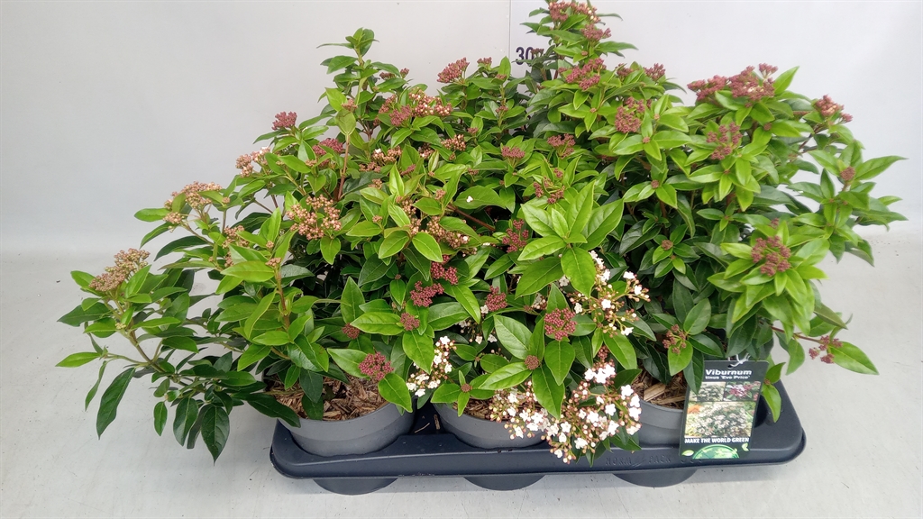 Viburnum T Eve Price 30cm