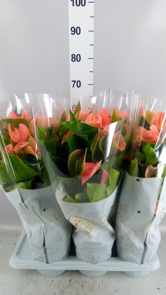 Anthurium Floriclone Festivo Lux 17Ø 60cm