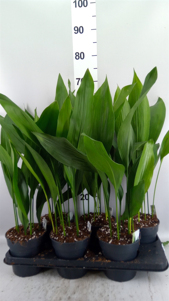 Aspidistra Elatior 15Ø 65cm