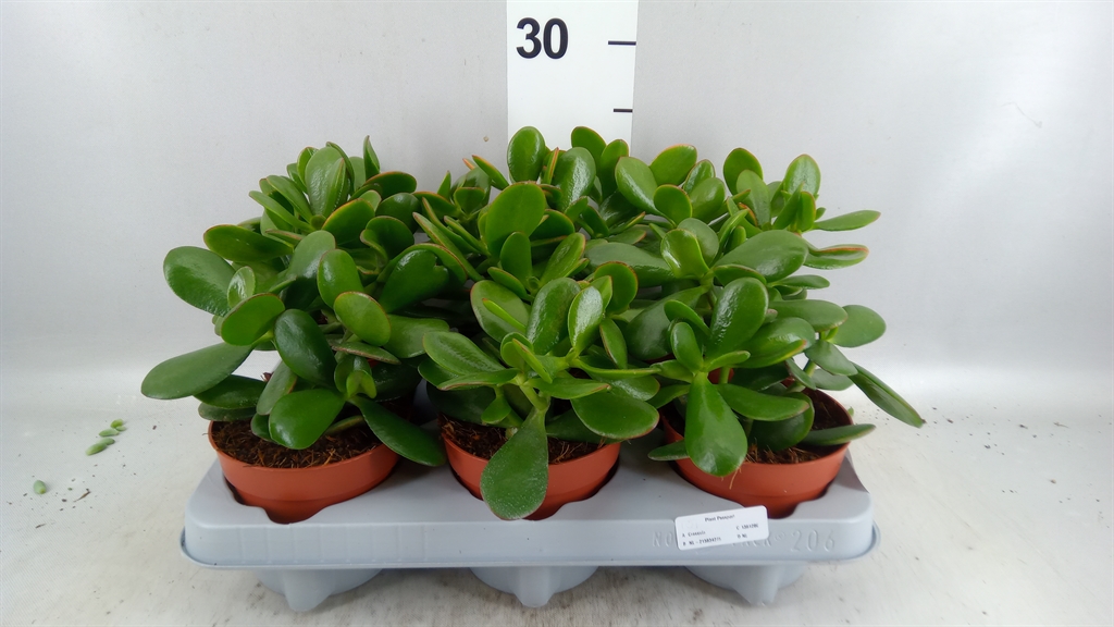 Crassula Ovata 12Ø 24cm