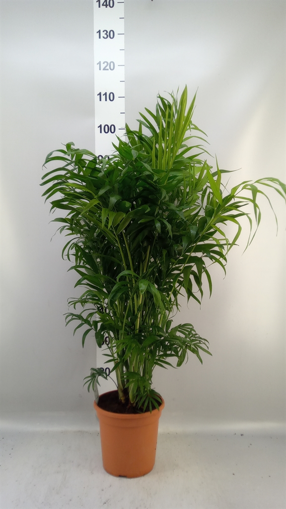 Chamaedorea Elegans 20Ø 90cm