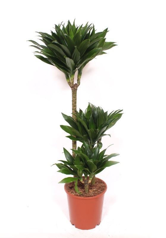 Drac Co Compacta 21Ø 110cm