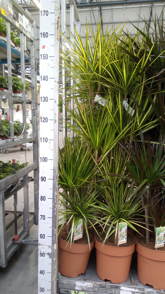 Dracaena Sunray 27Ø 160cm